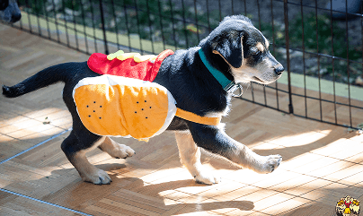 Weinerdog race